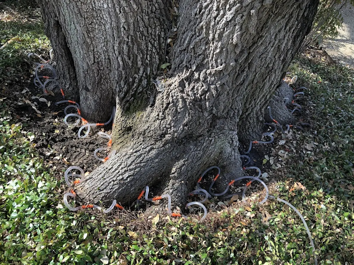 Detailed Tree Cabling and Bracing job site in Tuscumbia